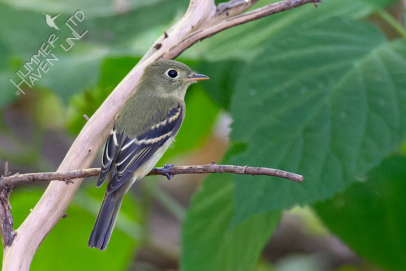 9-1-23 Yellow-bellied Flycatcher