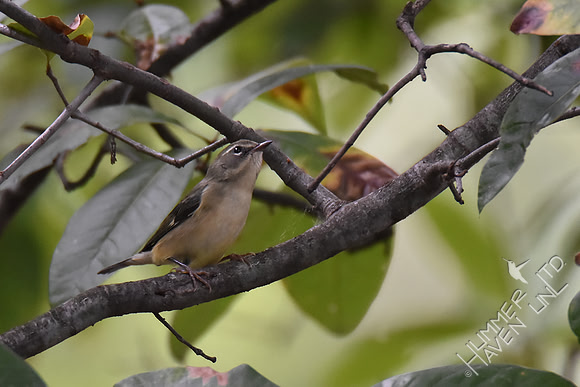 Black-throated Blue female 9-13-17