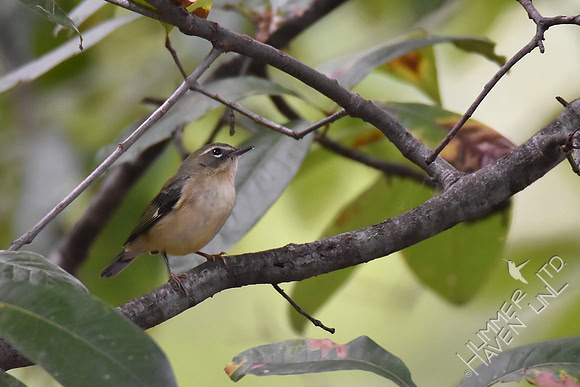 Black-throated Blue female 9-13-17