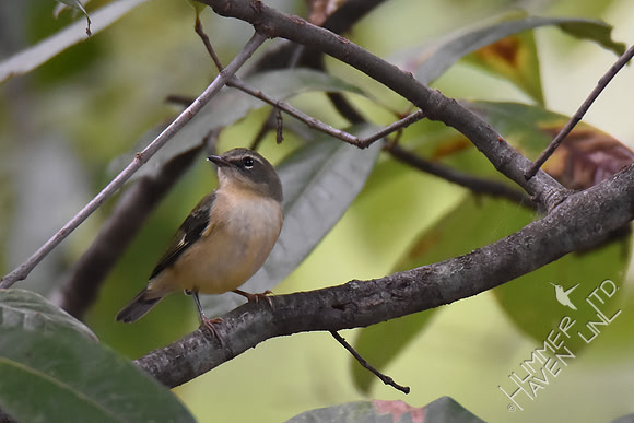 Black-throated Blue female 9-13-17
