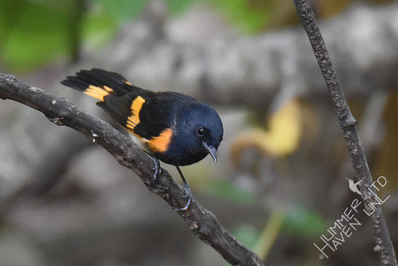 American Redstart 9-13-17