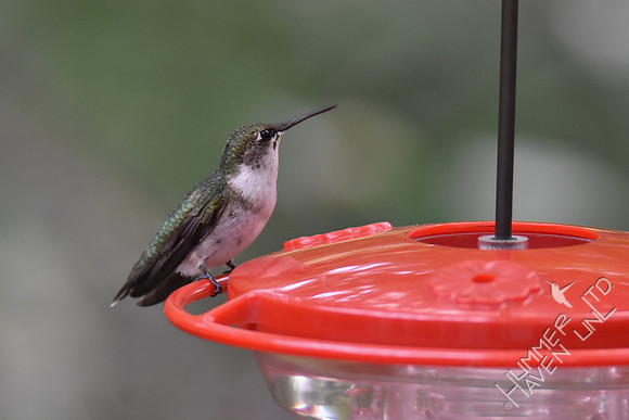 Ruby-throated Hummingbird 9-13-17