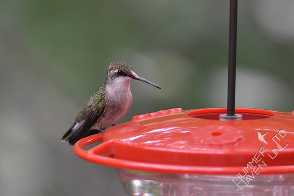 Ruby-throated Hummingbird 9-13-17