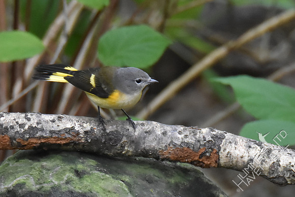 American Redstart 1st Fall male 9-13-17