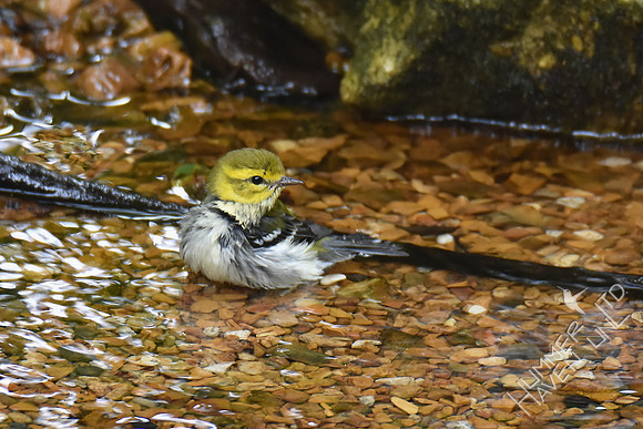 Black-throated Green Warbler 9-13-17