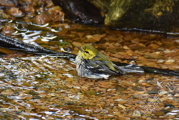 Black-throated Green Warbler 9-13-17