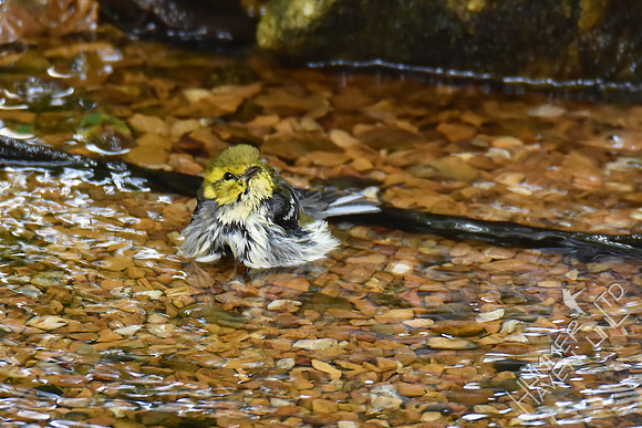 Black-throated Green Warbler 9-13-17