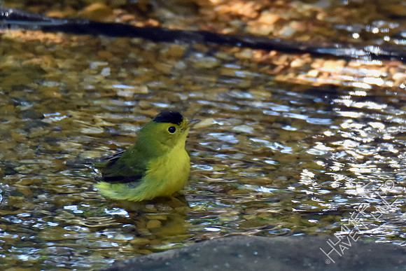 Wilson's Warbler 9-11-17