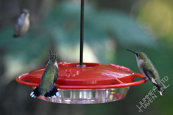 Ruby-throated Hummingbirds 9-10-17