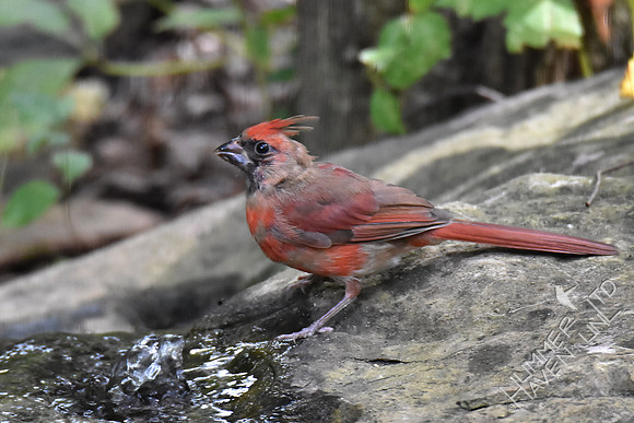 Northern Cardinal juvenile male 9-11-17