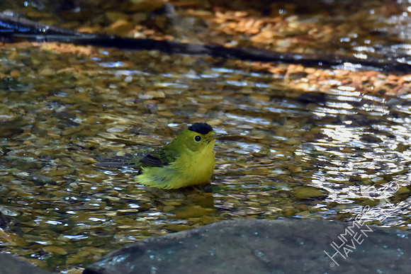 Wilson's Warbler 9-11-17