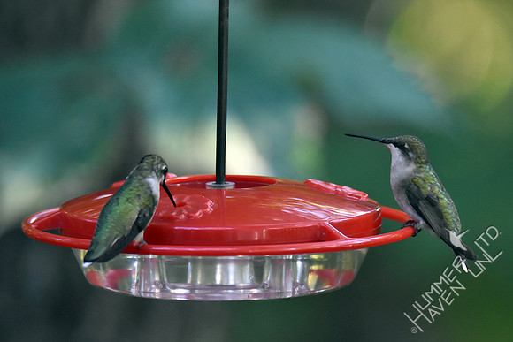 Ruby-throated Hummingbirds 9-10-17