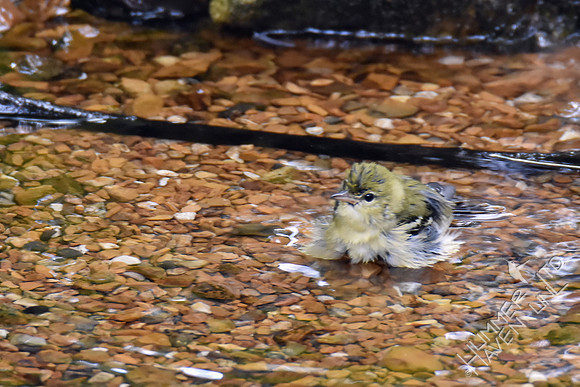 Tennessee Warbler 9-12-17