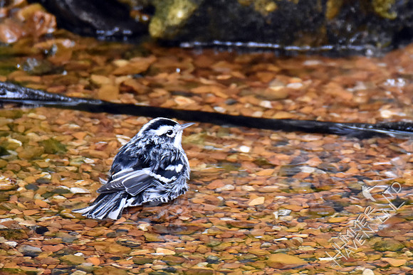 Black and White Warbler 9-12-17