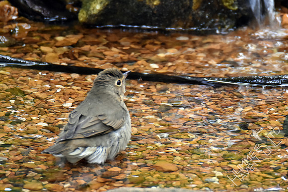 Swainson's Thrush 9-12-17