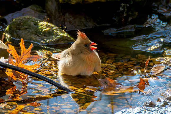 11-10-24 Northern Cardinal female