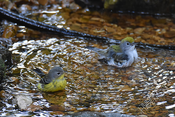 Magnolia Warbler  and Chestnut-sided Warbler 9-23-17