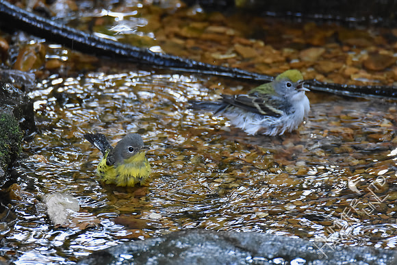 Magnolia Warbler  and Chestnut-sided Warbler 9-23-17