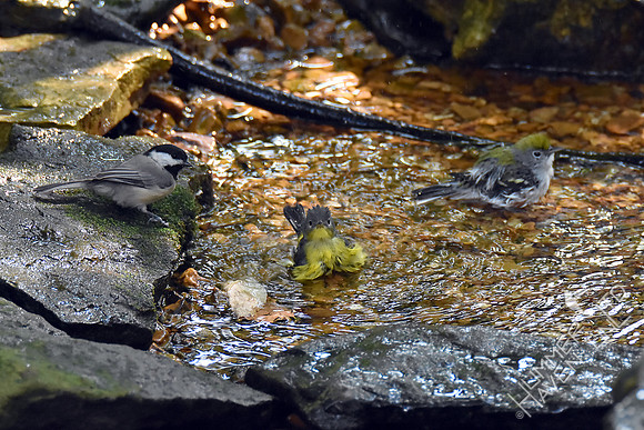 Carolina Chickadee, Magnolia Warbler  and Chestnut-sided Warbler 9-23-17
