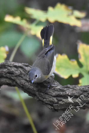 American Redstart 9-23-17