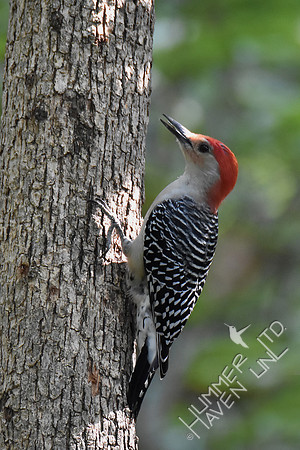 Red-bellied Woodpecker 9-23-17