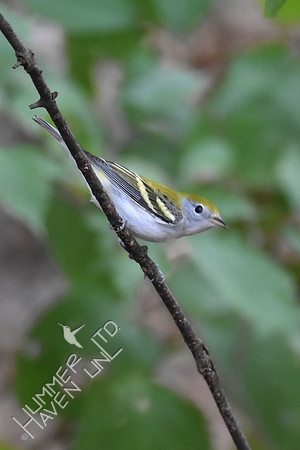 Chestnut-sided Warbler female 9-23-17