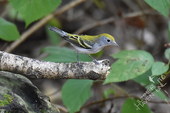 Chestnut-sided Warbler female 9-23-17