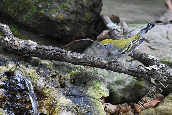 Chestnut-sided Warbler female 9-23-17