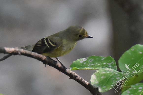 Yellow-bellied Flycatcher 9-23-17