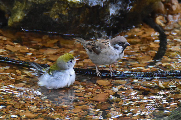 Chestnut-sided Warbler female and Eurasian Tree Sparrow 9-23-17