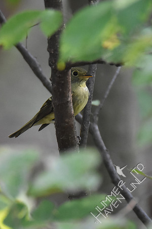 Yellow-bellied Flycatcher 9-23-17