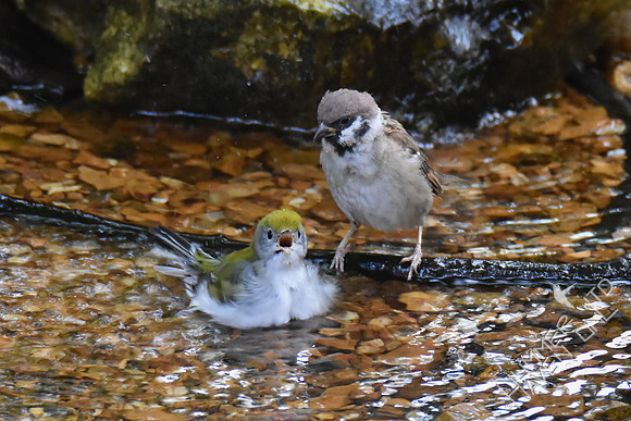 Chestnut-sided Warbler female and Eurasian Tree Sparrow 9-23-17