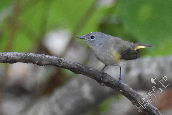American Redstart 9-23-17