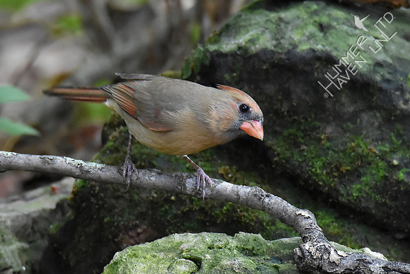 Northern Cardinal female 9-23-17