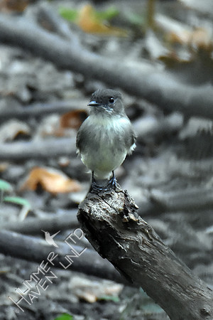 Eastern Phoebe 9-23-17