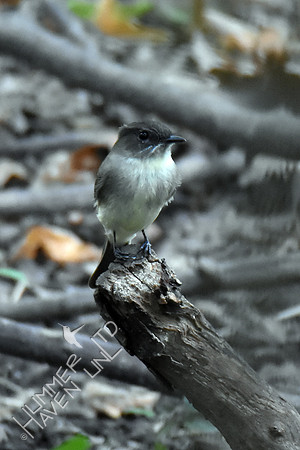 Eastern Phoebe 9-23-17