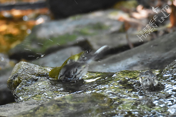 Black-throated Green Warbler 9-24-17