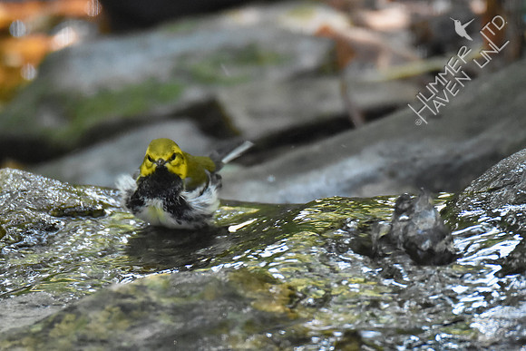 Black-throated Green Warbler 9-24-17