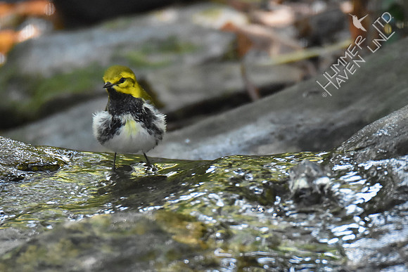 Black-throated Green Warbler 9-24-17