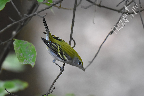 Chestnut-sided Warbler 9-24-17