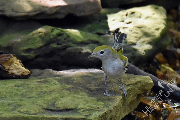 Chestnut-sided Warbler 9-24-17
