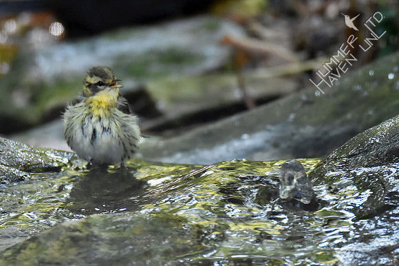 Blackburnian Warbler 1yM 9-24-17