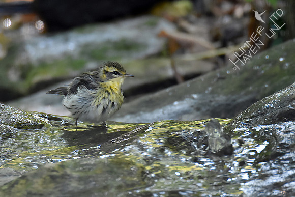 Blackburnian Warbler 1yM 9-24-17