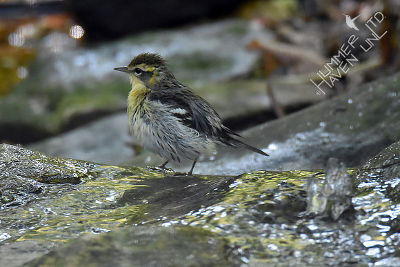 Blackburnian Warbler 1yM 9-24-17