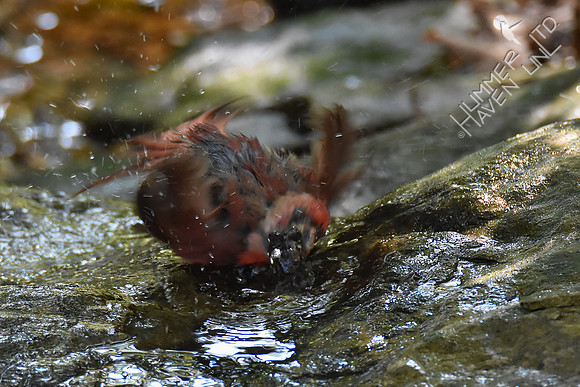 Northern Cardinal juvenile 9-24-17