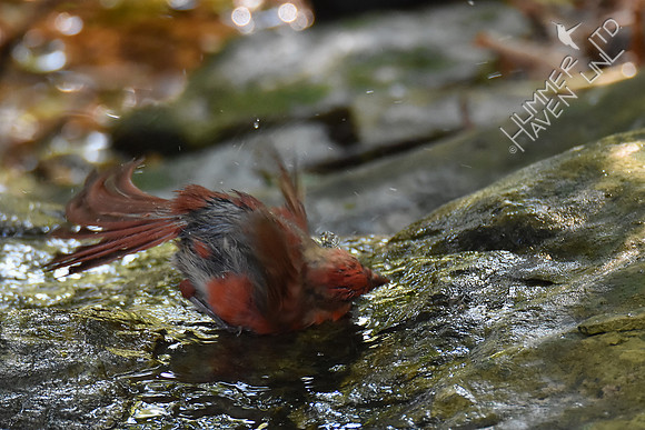 Northern Cardinal juvenile 9-24-17