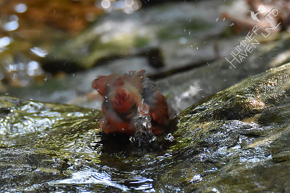 Northern Cardinal juvenile 9-24-17