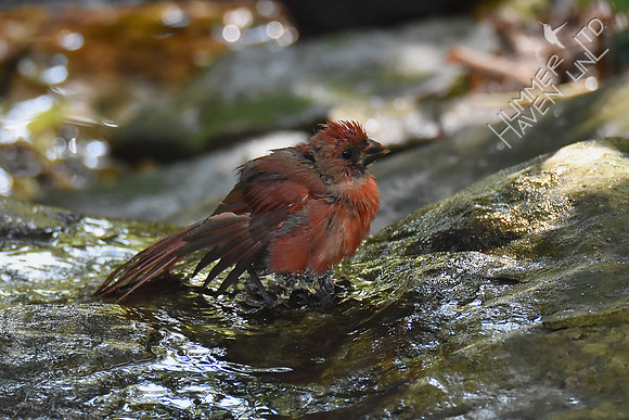 Northern Cardinal juvenile 9-24-17
