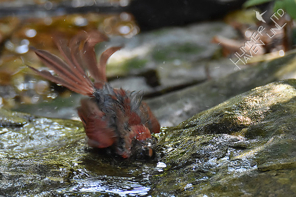 Northern Cardinal juvenile 9-24-17