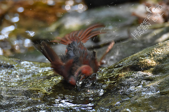 Northern Cardinal juvenile 9-24-17